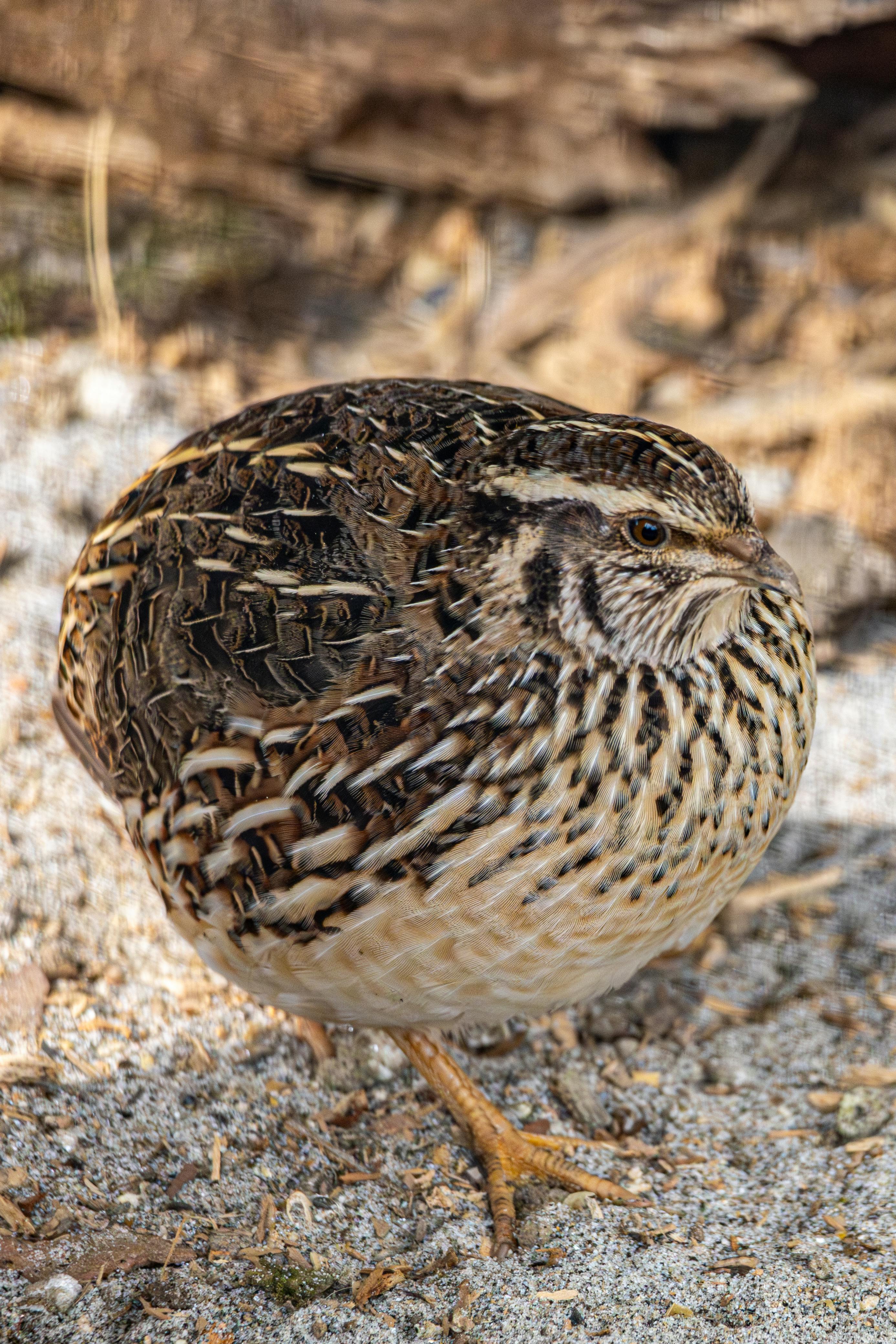 Coturnix quail at Desert Game Birds Nevada